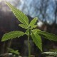 New Leaf Illinois Launched to Help Clear Cannabis Convictions