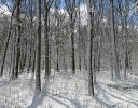 Experience Nature Throughout Winter in the Forest Preserves of Cook County