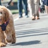 The Anti-Cruelty Society’s BARK Event Returns to the Lakefront