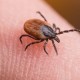 IDPH Warns Public to Avoid Tick Bites as Summer Season Gets Underway