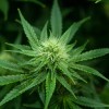 Gov. Pritzker Announces Record-Breaking $445 Million in FY 2022 Adult-Use Cannabis Tax Revenue
