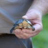 Shedd Aquarium, Forest Preserves of Cook County refuerzan las especies de tortugas en peligro de extinción