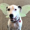 The Morton Arboretum to Host ‘Dog Admission Day’