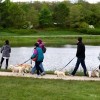Morton Arboretum Ofrece el “Día de Admisión de Perros”