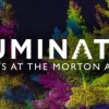 10th year of Illumination: Tree Lights at The Morton Arboretum