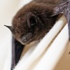 IDPH Insta al Público a Tener Cuidado con los Murciélagos Rabiosos y otros Animales Infectados