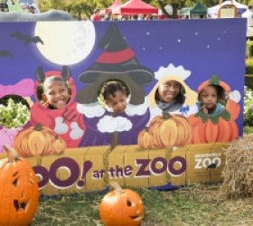 ¡Diversión de Halloween en el Boo anual en el Zoológico de Brookfield!