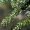 Expert Tips for Selecting and Caring for a Live Christmas Tree