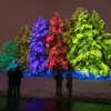 Illumination: Tree Lights at The Morton Arboretum Opens this Week