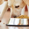 CDC warns of Salmonella Outbreak Affecting Mostly Infants Linked to Recalled Dry Pet Food