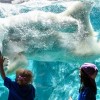 Brookfield Zoo Offers Free Days in January and February