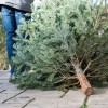 City of Chicago Announces 27 Locations for Annual Holiday Tree Recycling