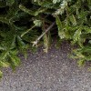La ciudad de Chicago anuncia 27 lugares para el reciclaje anual de árboles navideños