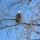 Love is in the Air, Bald Eagles in Big Marsh Park