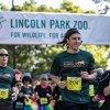 El Zoológico de Lincoln Park Será Anfitrión de la Carrera Anual del Zoológico