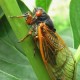 Safety Tips for Pets During Cicada Season