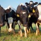 IDOA e IDPH Monitorean la Influenza H5N1 en el Ganado Lechero