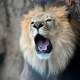 Make New Year ‘Rezoolutions’ at Brookfield Zoo Chicago