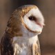 Forest Preserves of Cook County Achieves the American Humane Certified™ Distinction for Animal Care, Welfare and Wellbeing