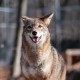 Las Reservas Forestales del Condado de Cook Obtienen la Distinción American Humane Certified por el Cuidado y Bienestar de los Animales