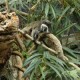 El Zoológico Lincoln Park da la Bienvenida a una Pareja de Tamarinos Emperador Barbudos
