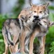 Chicago’s Leading Nature and Wildlife Institutions Pledge to Save Endangered Species for Reverse the Red Day