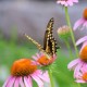 IDNR, ICF Award Youth Habitat Enhancement Projects Through the Illinois Schoolyard Habitat Grant Program