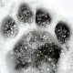 Feathered and Furry Snowy Footprints Abound at Lincoln Park Zoo