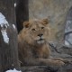 Huellas de Nieve, Peludas y Emplumadas Abundan en el Zoológico de Lincoln Park