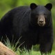 IDNR Monitoring Black Bear Sighting in Southwestern Illinois