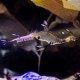 Shedd Aquarium Welcomes Weedy Seadragon Babies