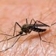 Primeros mosquitos positivos al virus del Nilo Occidental de 2025 reportados en Chicago