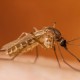 Cook County Public Health: Don’t Let Your Guard Down Against West Nile Virus