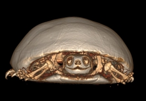 Lawndale News Chicago's Bilingual Newspaper - Local News