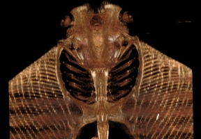 Lawndale News Chicago's Bilingual Newspaper - Local News