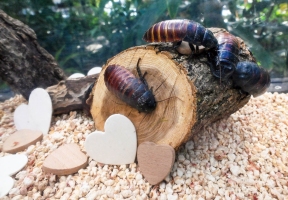 Lawndale News Chicago's Bilingual Newspaper - Local News