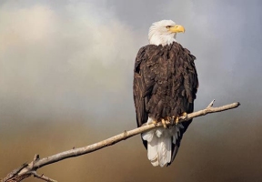 Lawndale News Chicago's Bilingual Newspaper - Local News