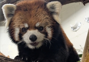 Lawndale News Chicago's Bilingual Newspaper - Local News