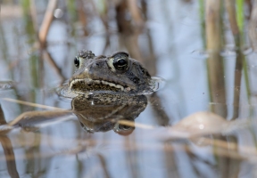 Lawndale News Chicago's Bilingual Newspaper - Local News