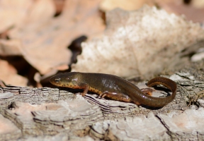 Lawndale News Chicago's Bilingual Newspaper - Local News